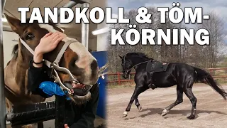 Tömkör vår nya häst & tandläkarbesök för killarna - Stallvlogg