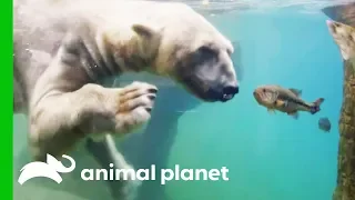 Polar Bears Show Off Their Hunting Abilities | The Zoo: San Diego