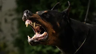 Da li je doberman agresivan pas