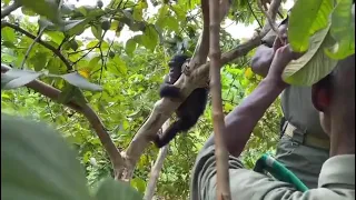 Building a hammock to our rescue #chimpanzee baby