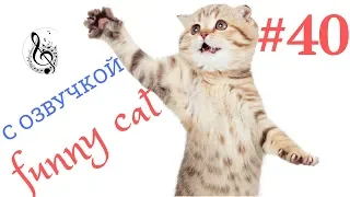 ПРИКОЛЫ С КОТАМИ С ОЗВУЧКОЙ АВГУСТ 2019/смешные коты