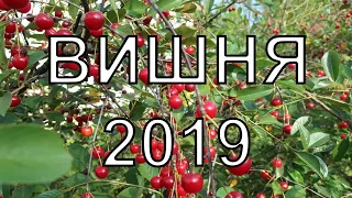 🍒Рекордный (для нашей дачи) урожай вишни