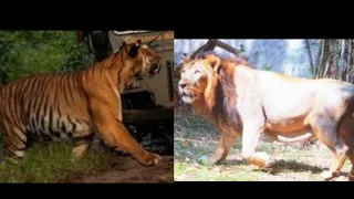 Bengal tiger Raja vs Asiatic lion