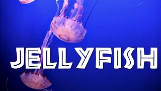 All About Jellyfish for Kids: Jellyfish for Children - FreeSchool
