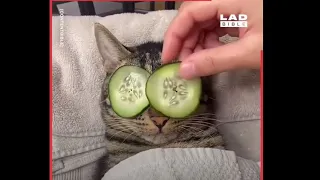 Cute and Funny Cats Videos to Keep You Smiling! 🐱