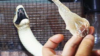 REMOVING SKIN FROM AN ALIVE BLACK MAMBA. Helping snake to shed