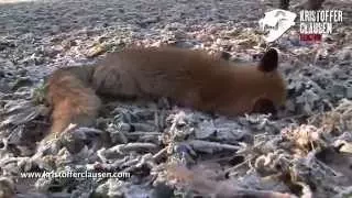 Hunting fox, calling redfox using Clausen Predatorcall 1