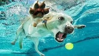 funny animal videos 2023 || funniest cats and dogs videos || part 21