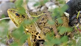 Frog fights for survival against grass snake / Rana lucha contra una culebra para sobrevivir