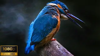 Birds | Our Feathered Friends | Relaxing Music and Beautiful Scenery