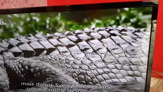 Os crocodiles comem tudo que é carne ... o MPLA Mata tudo que é vida em Angola ..