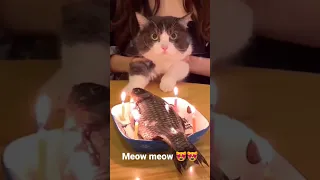 cute cat | cat birthday celebration 🥳🎉 #catlover #catvideos #catshorts #shorts #cat #youtubeshorts