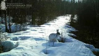 ID83/НП "Югыд ва"/Другие виды/Косой. Май Приполярье