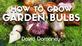 A guide to garden bulbs for beginners