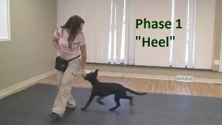 How to Train a Dog to "Heel" (K9-1.com)