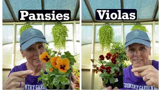 What’s YOUR Pick? | Pansies or Violas or Both? 🤷🏼‍♀️👩🏼‍🌾