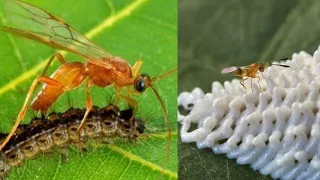 Parasitic Wasps - Biological controls in Action - Aphid Control by Parasitoid Wasps