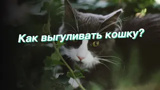 Как выгуливать кошку?