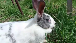 весенняя прогулочка у кроликов ☺🌸🐰