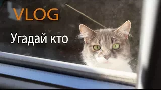 VLOG Угадай кто. Пасхальная посылка. Яйца-неваляшки для Алисы