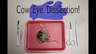 Cow Eye Dissection Guide