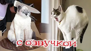 Приколы с котами! Самая смешная озвучка животных! ПРИКОЛЫ С ЖИВОТНЫМИ 2023   Доми шоу