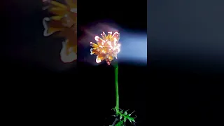 flower and flame ASMR #short #shorts