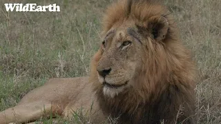 WildEarth - Sunset Safari - 08 October 2023