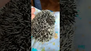 Have you heard the voice of a startled hedgehog?
