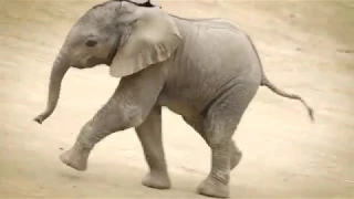 Baby elephant Mkhaya frolics at San Diego Zoo Safari Park