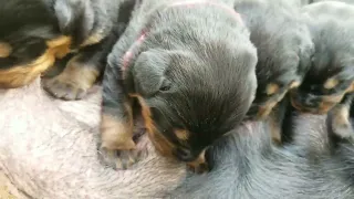 爱犬❤罗威纳-Our other female dog is now a mother and she is so happy(Love Dog Rottweiler-家里另外一只母狗当妈妈，非常开心