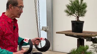 Bonsai You Can Make Yourself - Pines