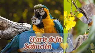 El arte de la seducción 🌬️🌎 naturaleza.