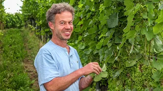 Weingut Feuerstein, Heitersheim