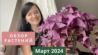 Обзор. Как разрослись мои растения в марте 2024