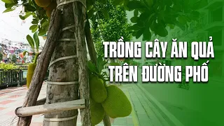 Trồng cây ăn quả trên đường phố | VTV24