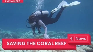 Saving the environment: starting with coral reef bleaching