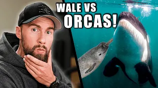 ORCAS sind zu GEFÄHRLICH? - Wie Orcas die Arktis verändern... | Robert Marc Lehmann
