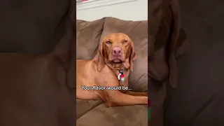 Salty @maplebacon_vizsla(tiktok)#funnydog #tiktokpets