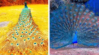 Peacock In The Wind, Beautiful, Colourful, Natural Peacocks Video #04 , Beauty of peacocks #nature