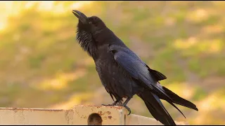 Male raven croaking