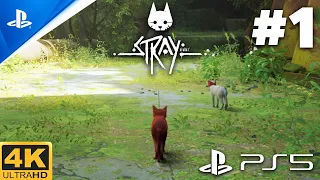 STRAY PS5 Gameplay Walkthrough Part 1 - INTRO (4k 60fps)