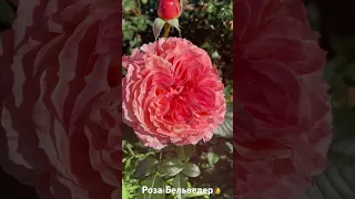 Роза Бельведер / rose Belvedere #розарий #садоводство #розы #цветы #roses #сад #растения