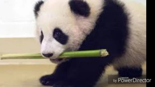 1 Minute Of Cute Baby Pandas!