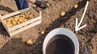 Planting potatoes for higher yields - dip them in this!