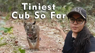 Saw the Youngest Tiger Cub of my Life at Tadoba-Andhari Tiger Reserve | ATR DAILY VLOG - 51