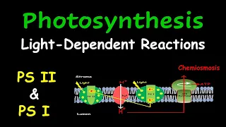 Light dependent reactions (Photosynthesis): step-by-step