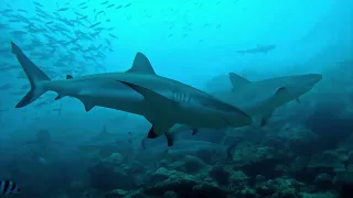 Fiji Shark Adventure