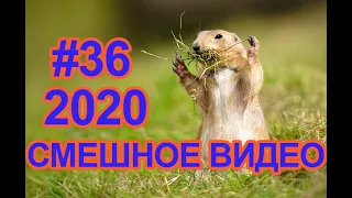 #СМЕШНОЕВИДЕО2020 #36 #лучшиеприколы2020 #подборкаприколов2020 #coub #киноприколы #любительскоевидео