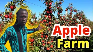 Apple Farm in The Gambia